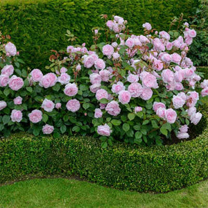David Austin Olivia Rose Austin® English Shrub Rose (6-Litre Pot) image 1