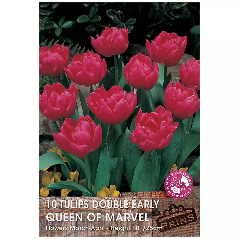 Tulip 'Queen Of Marvel' (10 bulbs) image 0