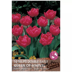 Tulip 'Queen Of Marvel' (10 bulbs) image 0