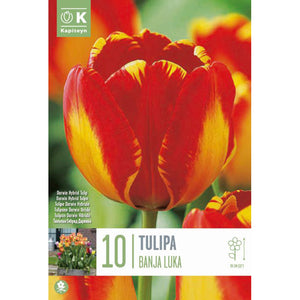 Tulip Darwin Hybrid ‘Banja Luka’ (10 Bulbs) image 0