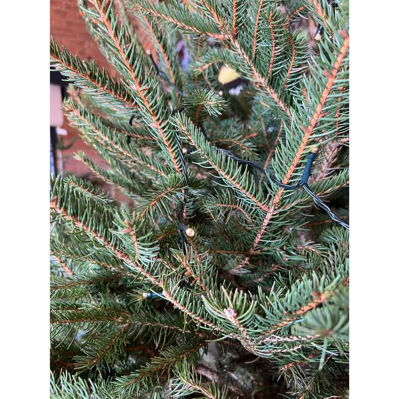 Norway Spruce Premium Pot Grown Christmas Tree image 0