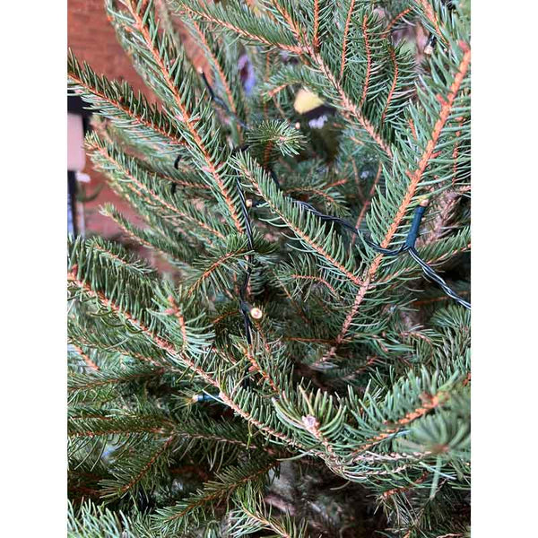 Norway Spruce Premium Pot Grown Christmas Tree image 1