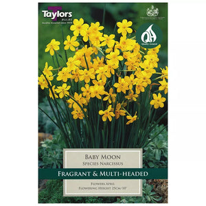 Narcissus 'Baby Moon' Daffodils (10 bulbs) image 0
