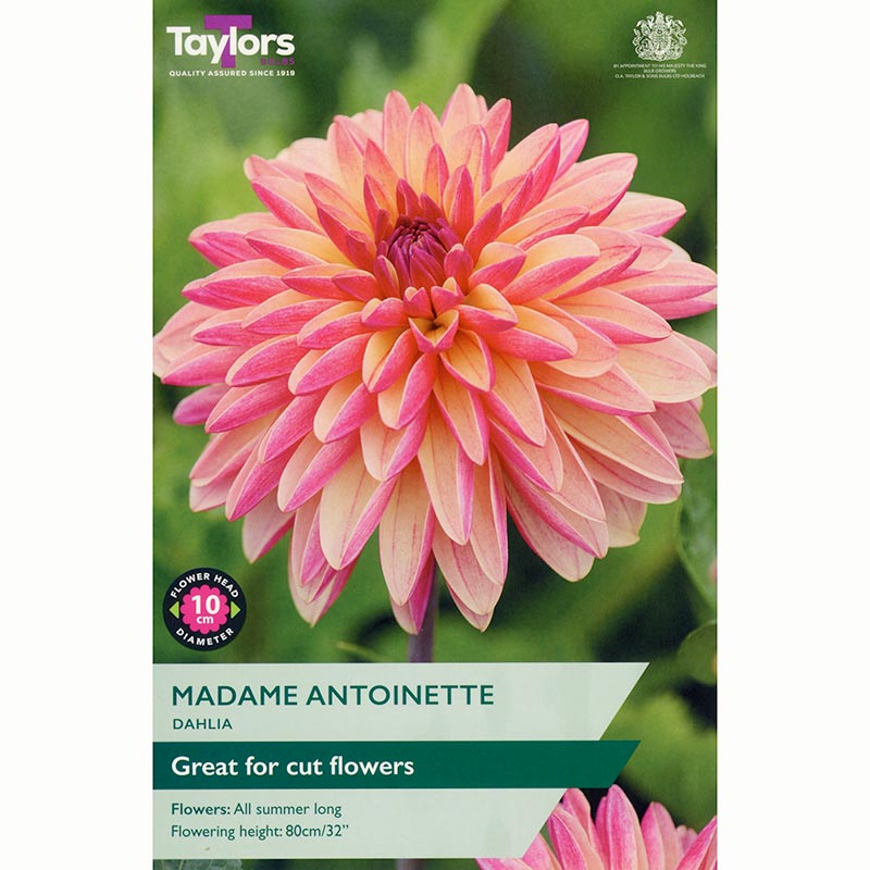 Dahlia ‘Madame Antoinette’with Pink & Cream Flowers (1 Tuber) image 0