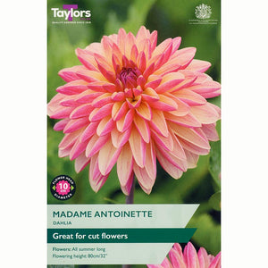 Dahlia ‘Madame Antoinette’with Pink & Cream Flowers (1 Tuber) image 0