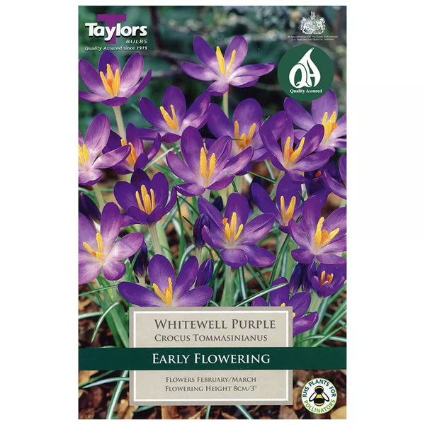 Crocus tommasinianus 'Whitewell Purple' (15 bulbs) image 0
