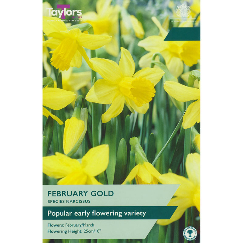 Narcissus ‘February Gold’ (5 bulbs) image 0