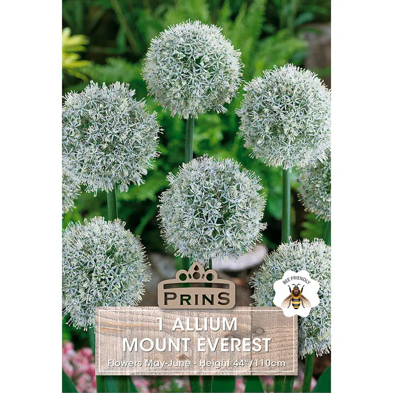 Allium 'Mount Everest' (1 bulb) image 0