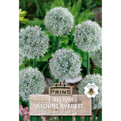 Allium 'Mount Everest' (1 bulb) image 0
