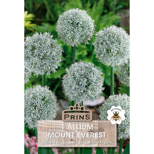 Allium 'Mount Everest' (1 bulb) image 0