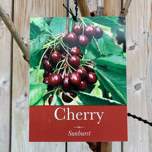 Prunus avium 'Sunburst' Cherry Tree (12-Litre Pot) - Colt image
