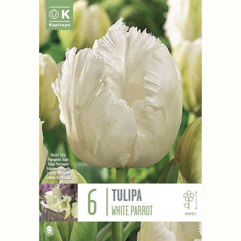 Tulip ‘White Parrot’ (6 Bulbs) image 0