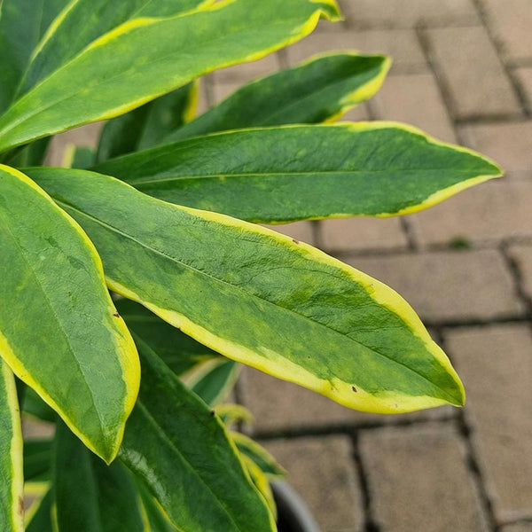 Daphne odora ‘Aureomarginata’ image 2