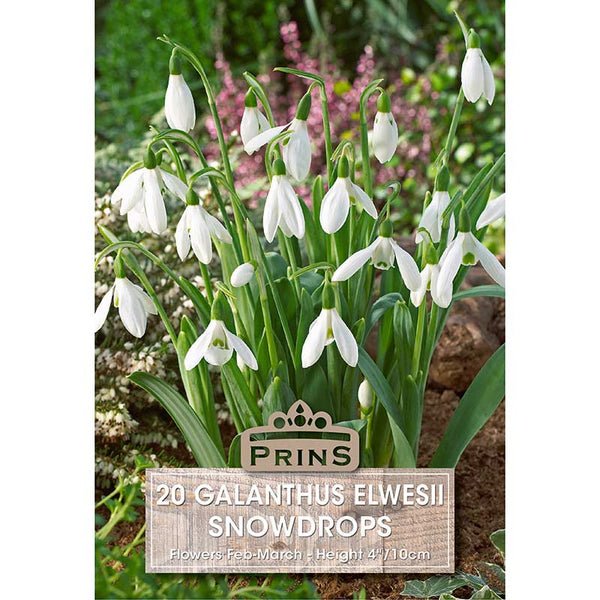 Galanthus Elwesii Snowdrops (20 Bulbs) image 0