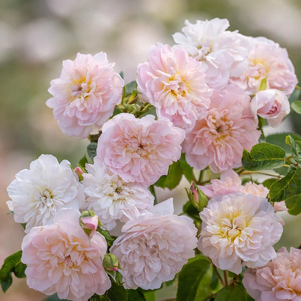 David Austin Elizabeth® English Shrub Rose (6-Litre Pot) image 1