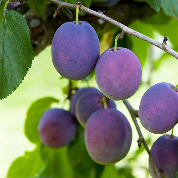 'Marjories Seedling' Plum Tree (12-Litre Pot) image 0