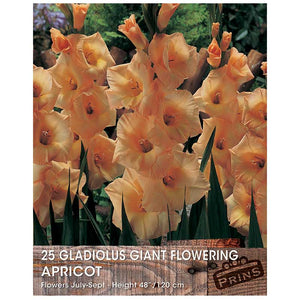 Gladiolus Giant Flowering Bulbs - 25 bulbs - Apricot image