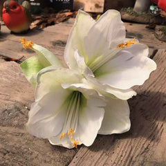 White Emperor Amaryllis Stem (77cm) image 0