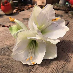 White Emperor Amaryllis Stem (77cm) image 0