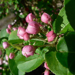 Malus x robusta ‘Red Sentinel’ Tree (Crab Apple) (12-Litre Pot) image 0