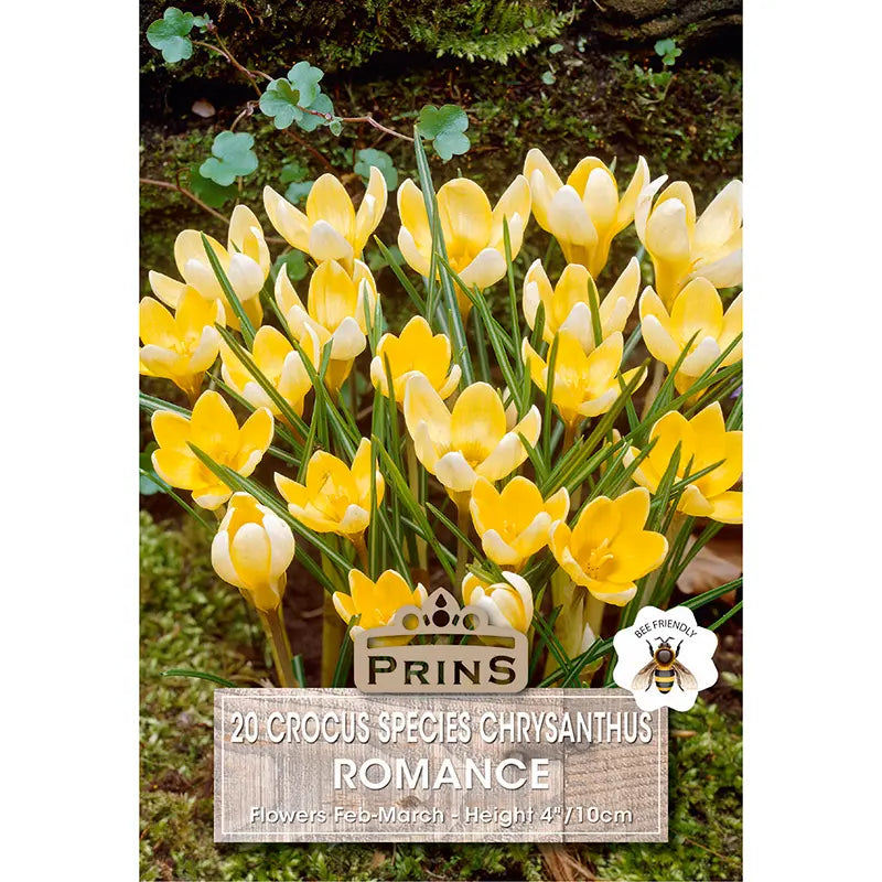 Crocus 'Romance' (20 bulbs) image 0