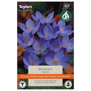 Crocus speciosus (12 bulbs) image 0