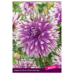 Dahlia Semi-Cactus 'Table Dancer' (1 tuber) image 0