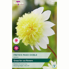 Dahlia ‘Freya’s Paso Doble’ with Yellow and White Flowers (1 Tuber) image 0