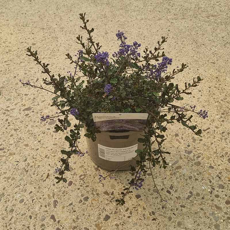 Ceanothus ‘Blue Sapphire’ (3-Litre Pot) image 0