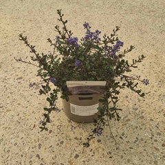 Ceanothus ‘Blue Sapphire’ (3-Litre Pot) image 0