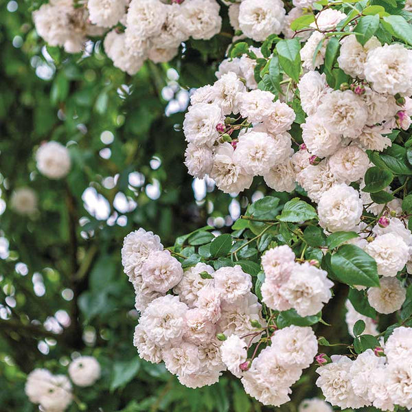 David Austin Félicité-Perpétue® Rambling Rose (6-Litre Pot) image 0