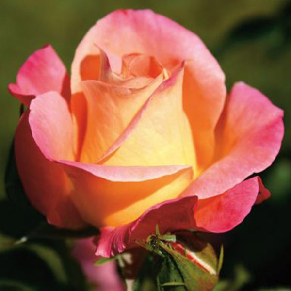 Whartons Roses ‘Inspiration’ Hybrid Tea Bush Rose (3-Litre Pot) image 0
