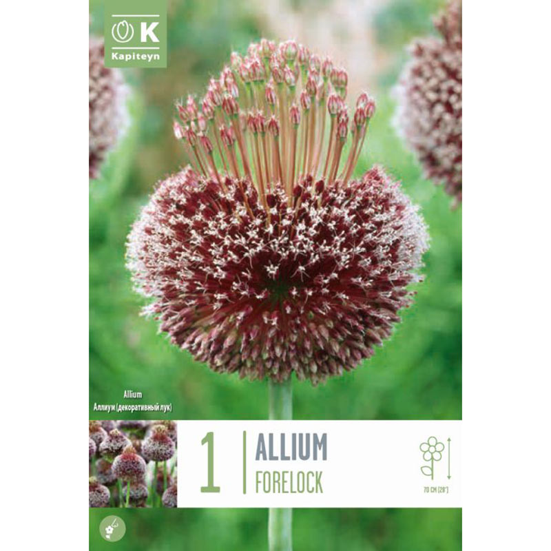 Allium ‘Forelock’ (1 Bulb) image 0
