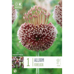 Allium ‘Forelock’ (1 Bulb) image 0