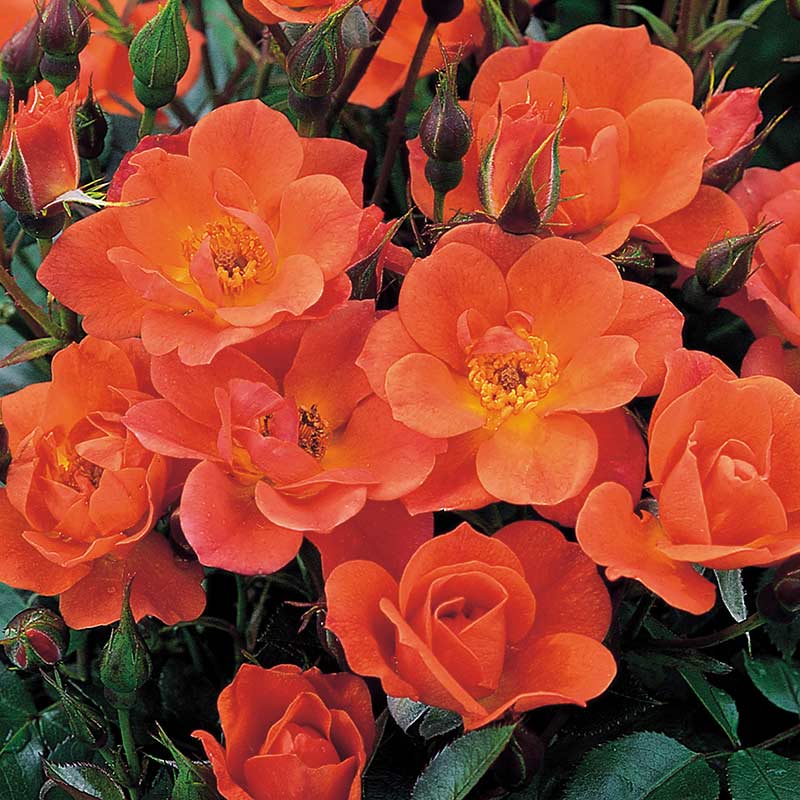 David Austin Warm Welcome® Climbing Rose (6-Litre Pot) image 0