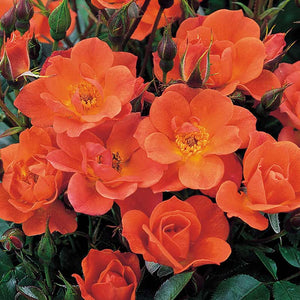 David Austin Warm Welcome® Climbing Rose (6-Litre Pot) image 0