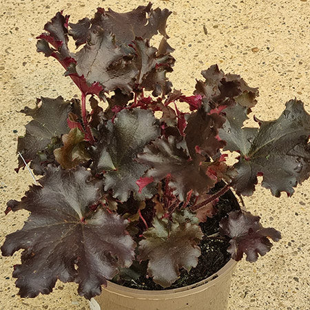 Heuchera ‘Black Taffeta’ (2-Litre Pot) image 0