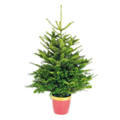 Needlefresh Turkish Fir Pot Grown Christmas Tree image 0