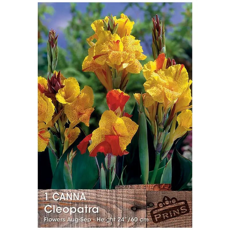Canna 'Cleopatra' (1 bulb) image 0