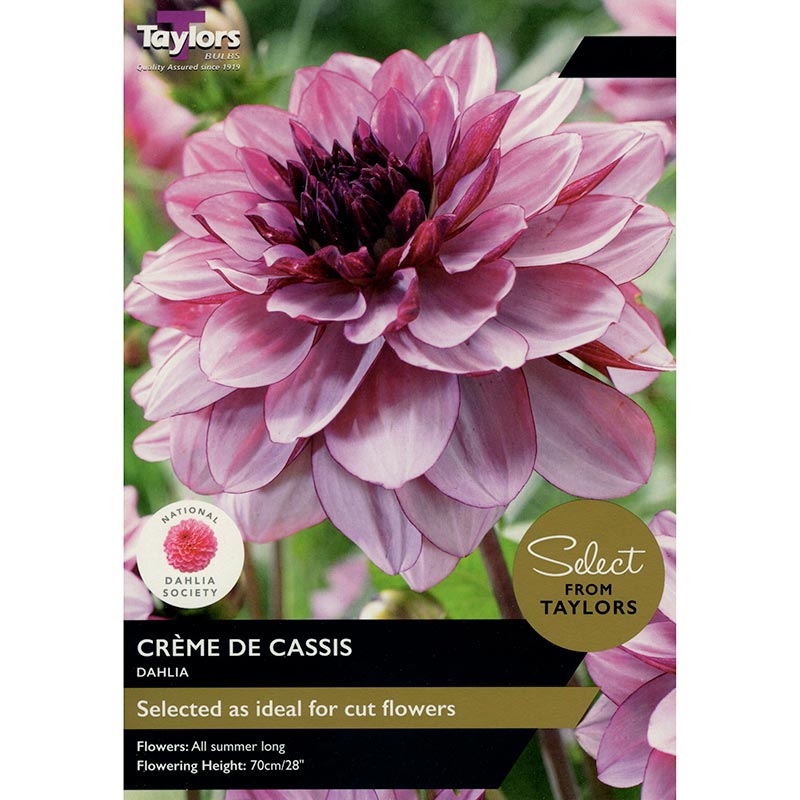 Dahlia 'Creme de Cassis' (2 bulbs) image 0
