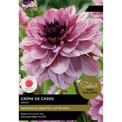 Dahlia 'Creme de Cassis' (2 bulbs) image 0