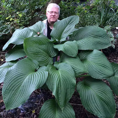 Hosta 'T.Rex' image 0