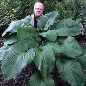 Hosta 'T.Rex' image 0