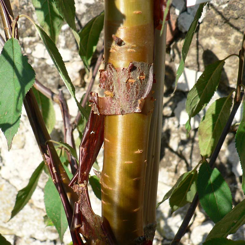 Prunus serrula ‘Tibetan Cherry’ Tree (12-Litre Pot) image 0