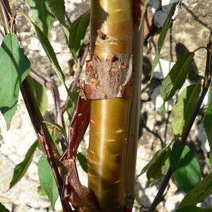Prunus serrula ‘Tibetan Cherry’ Tree (12-Litre Pot) image 0