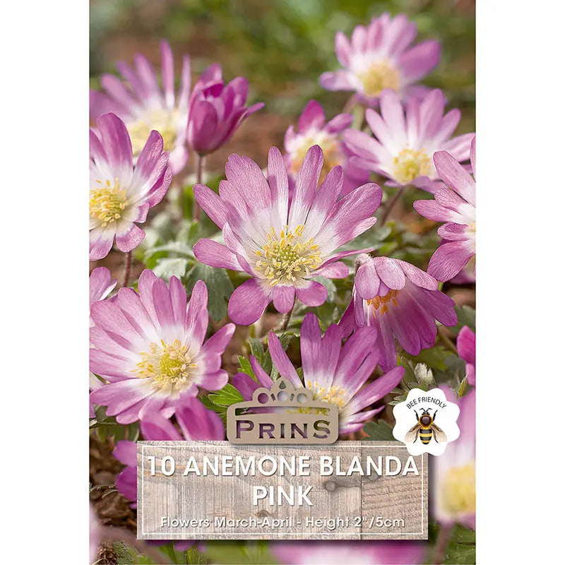 Anemone 'Blanda Pink' (10 bulbs) image 0