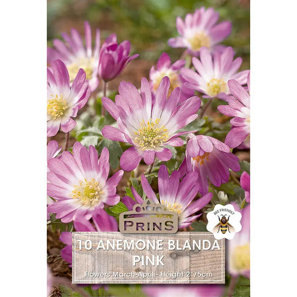 Anemone 'Blanda Pink' (10 bulbs) image 0