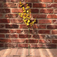 Yellow Dancing Orchid Stem (88cm) image 0