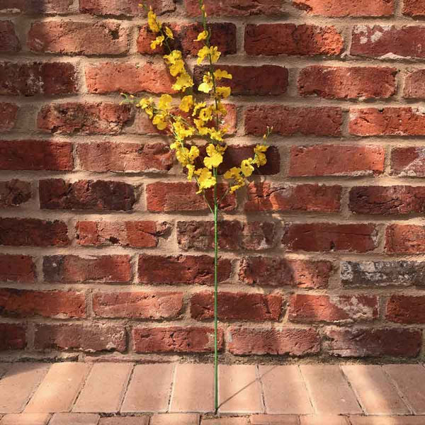 Yellow Dancing Orchid Stem (88cm) image 0