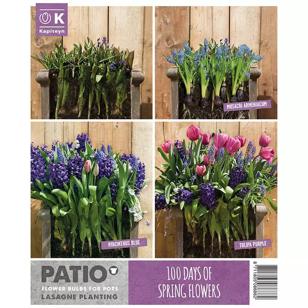 Lasagne Planting Bulb Mix 'Pink & Blue' (40 bulbs) image 1